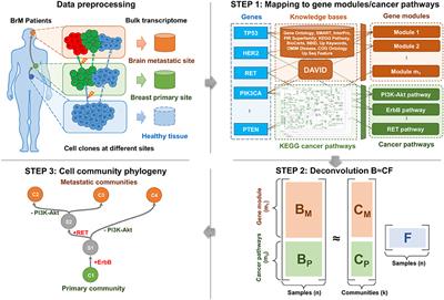 Neural Network Deconvolution Method for Resolving Pathway-Level Progression of Tumor Clonal Expression Programs With Application to Breast Cancer Brain Metastases